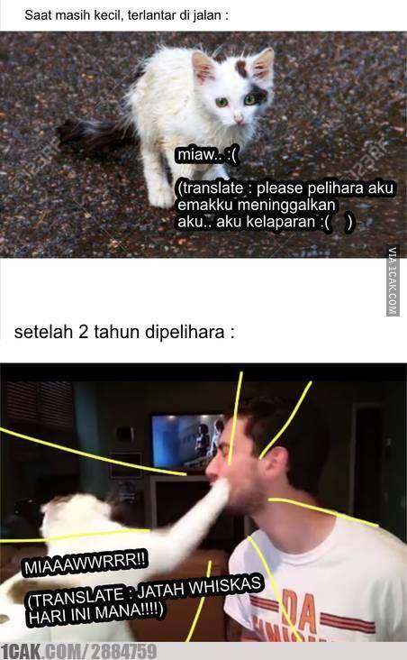 meme kelakuan kucing nakal (1cak.com/2884759)