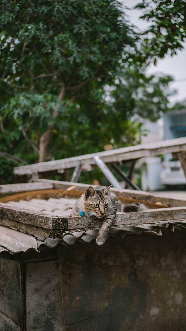 ilustrasi kucing (unsplash.com/Gema Saputra)
