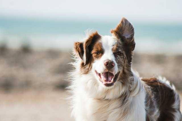 ilustrasi anjing (unsplash.com/Pauline Loroy)
