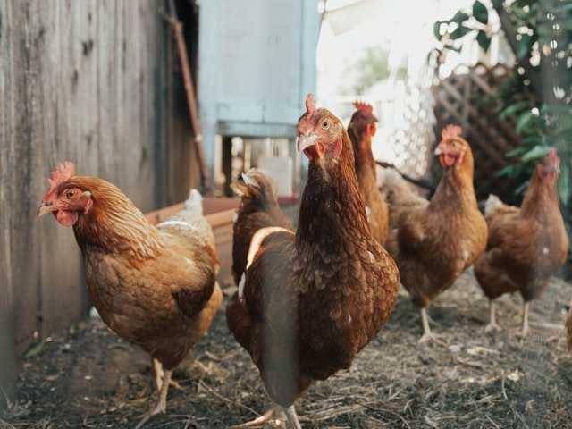 ilustrasi ayam (unsplash.com/William Moreland)