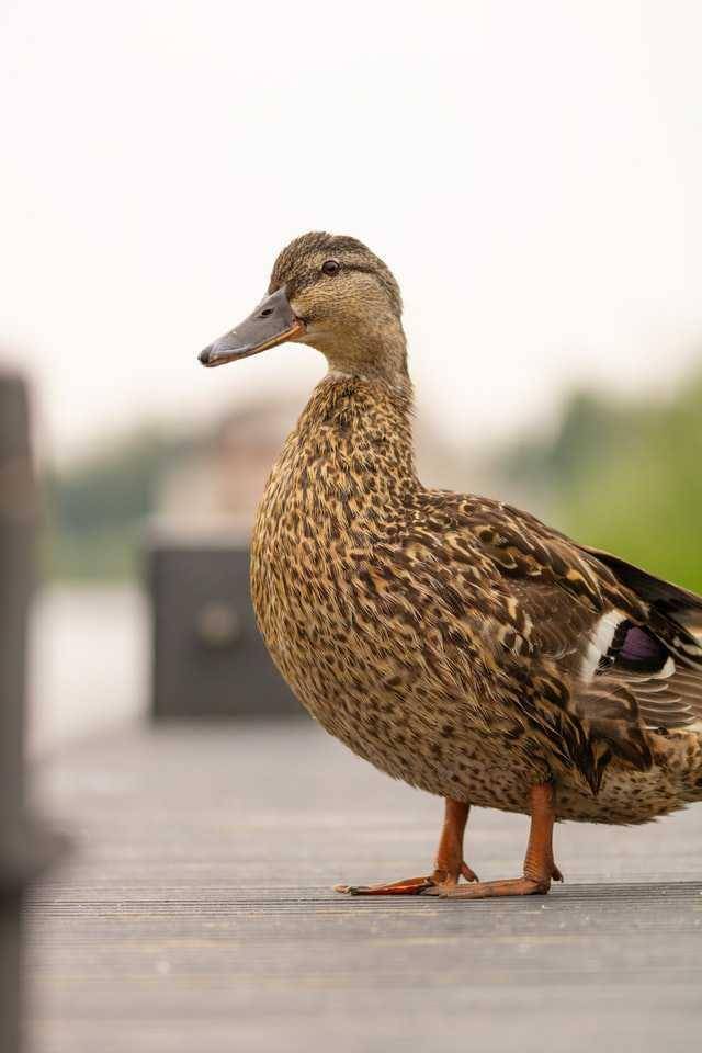 ilustrasi bebek (unsplash.com/Kai Dahms)