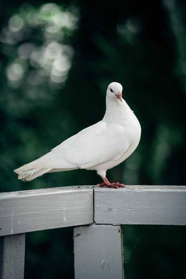 ilustrasi merpati (unsplash.com/Douglas Bagg)