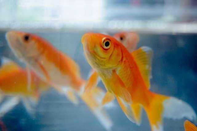 ilustrasi ikan mas (unsplash.com/pouria oskuie)