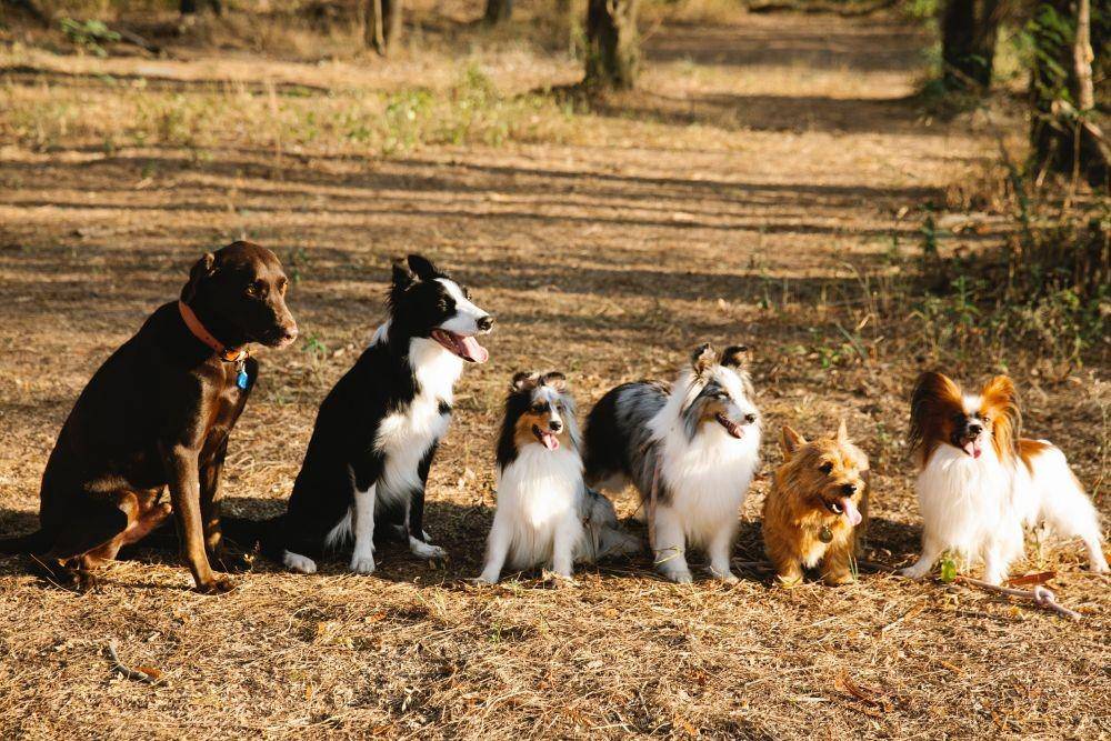Border Collie bersama kawanan anjing (pexels.com/Blue Bird)
