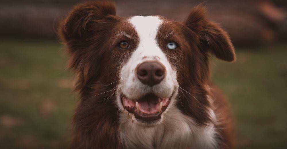 Border Collie dengan mata heterochromia (pexels.com/Kelly Lacy)