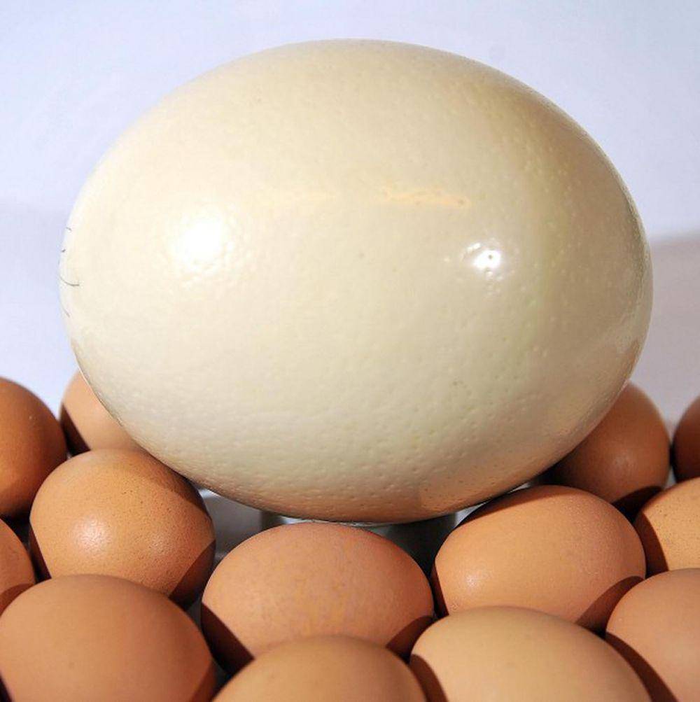 Satu butir telur burung unta setara dua lusin telur ayam (belfasttelegraph.co.uk)