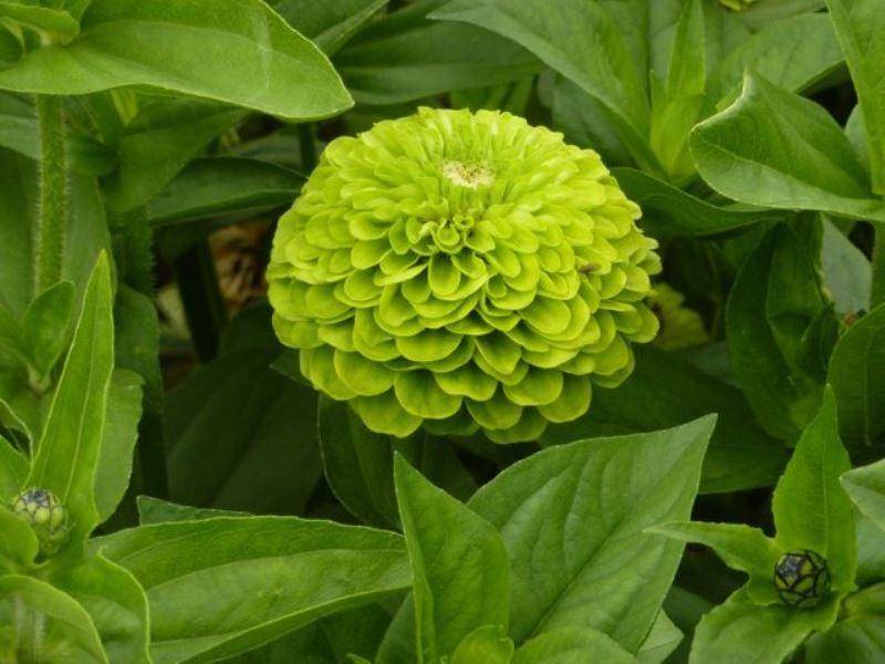 green zinnia (travelerscoffee.ru)