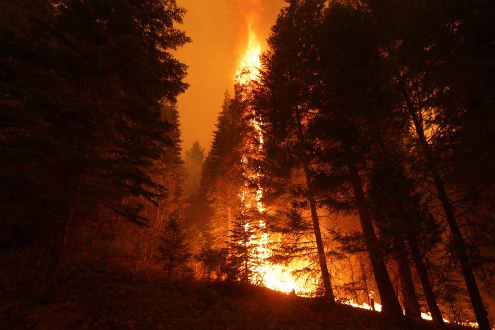 Api membakar setinggi pepohonan yang ada di hutan di Butte dan Plumas County. (Twitter.com/David Swanson)