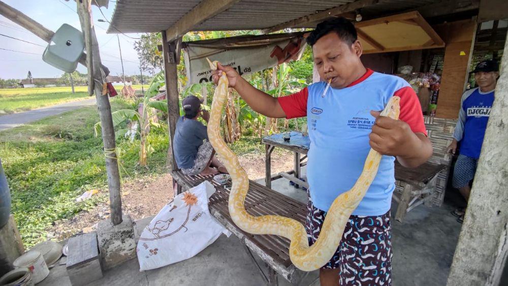 Langka, Warga Mojokerto Temukan Python Albino di Sekitar Makam Dusun