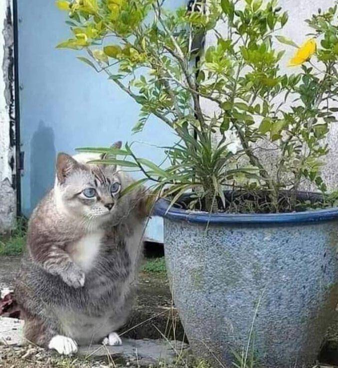 Kucing mata-mata (twitter.com/twitkocheng)