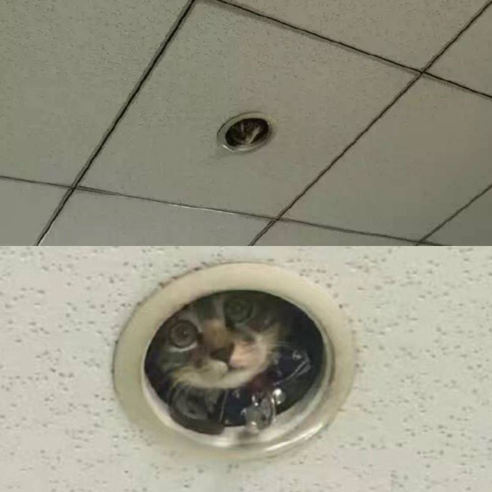 Kucing mata-mata (twitter.com/omocha_no_uma)