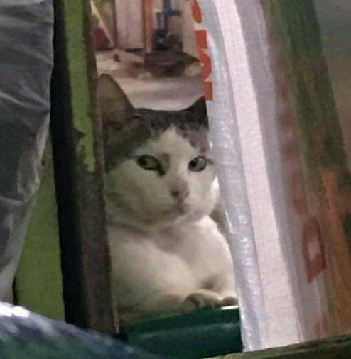 Kucing mata-mata (twitter.com/ulat_bulu_bulu)