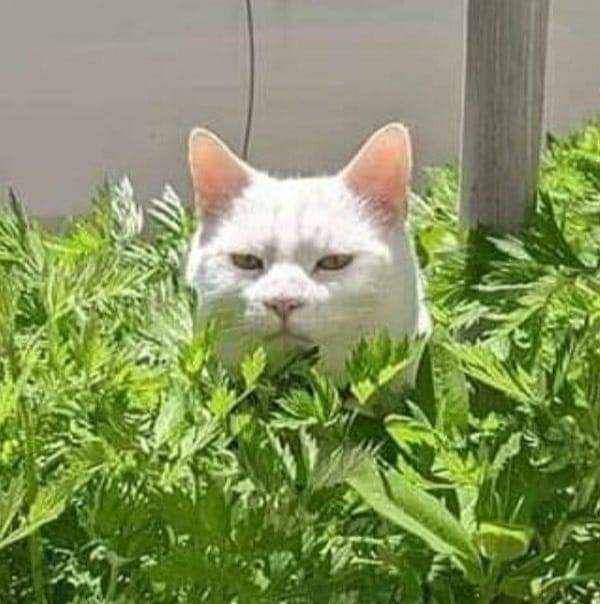 Kucing mata-mata (twitter.com/ulat_bulu_bulu)