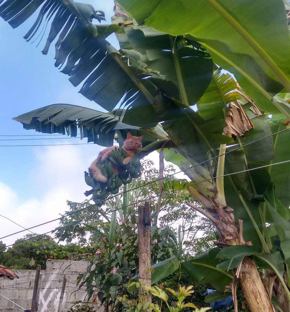 Kucing mata-mata (twitter.com/twitkocheng)