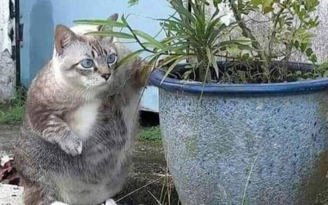 Kucing mata-mata (twitter.com/twitkocheng)