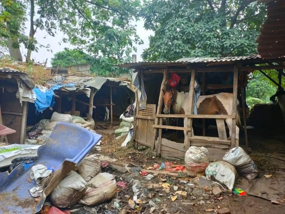 Sedih, Kuda Delman di Jakarta Banyak yang Mati karena Kelaparan