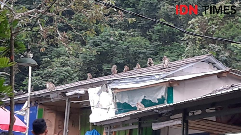 Kena Dampak PPKM, Ratusan Monyet Gunung Galunggung Jarah Warung Warga