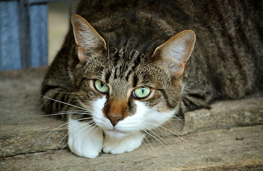 Bikin Si Meng Kabur, Ini 12 Jenis Aroma yang Dibenci Kucing