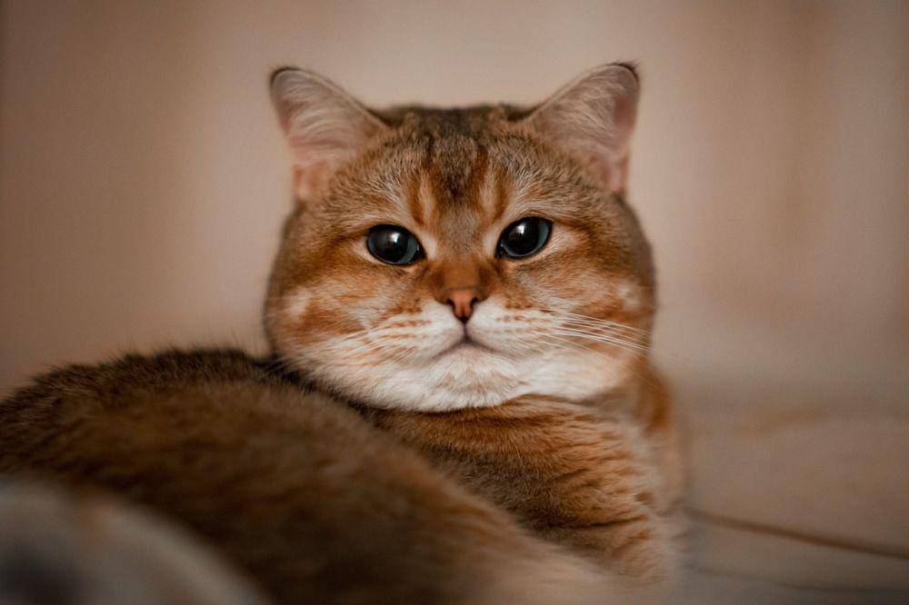 ilustrasi hewan kucing (pexels.com/Kate photo)
