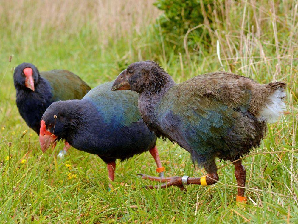 Takahē, Porphyrio hochstetteri (ebird.org)