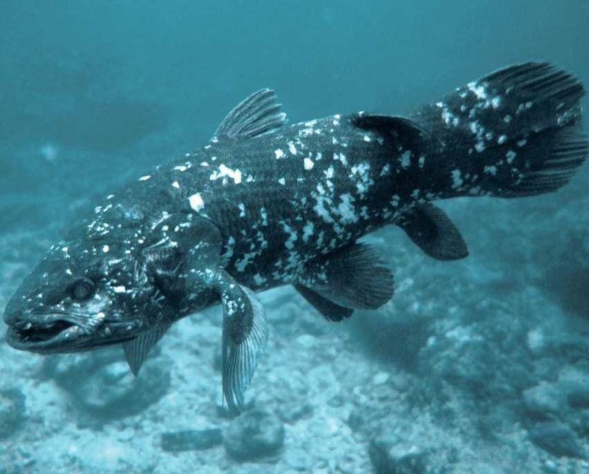 coelacanth, Coelacanthiformes (tagesspiegel.de)