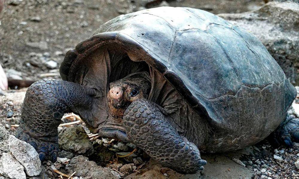 kura-kura raksasa Fernandina, Chelonoidis phantasticus (theguardian.com)