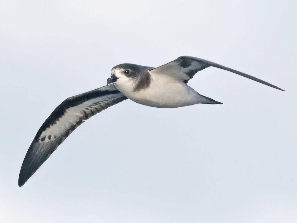 Burung laut bermuda, Pterodroma cahow (ebird.org)