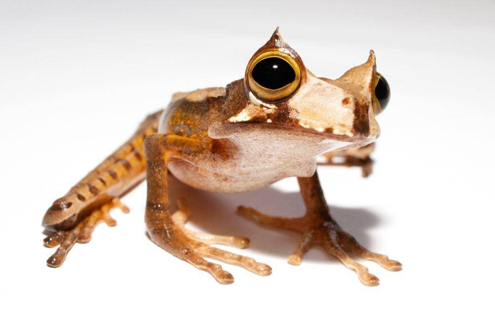 Katak bertanduk marsupial, Gastrotheca cornuta (eol.org)
