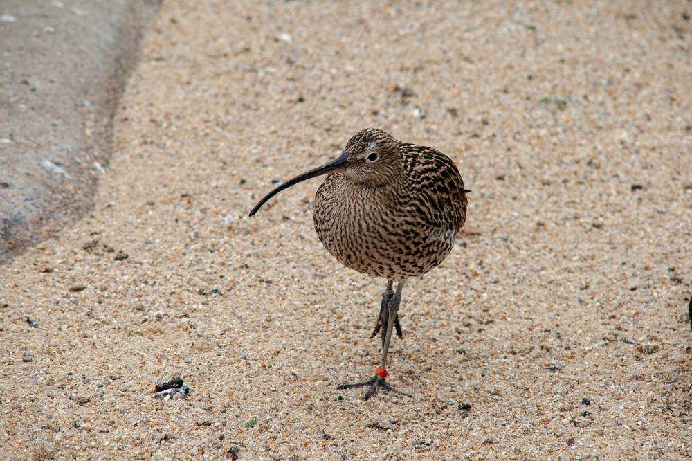 burung kiwi khas Selandia Baru (pixabay.com/SmartphoneCreations2021)
