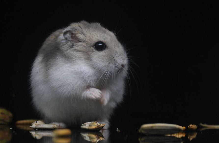 Dikenal Imut, Ini 5 Sisi 'Lain' Hamster yang Jarang Diketahui!