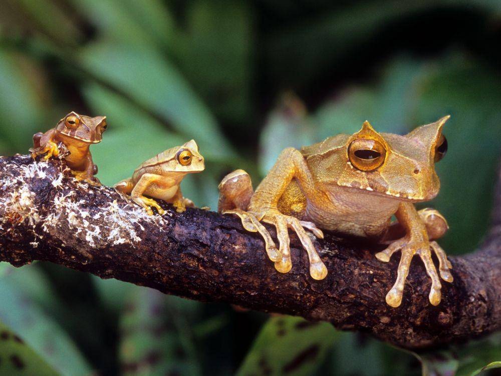 Katak bertanduk marsupial, Gastrotheca cornuta (worldlandtrust.org)