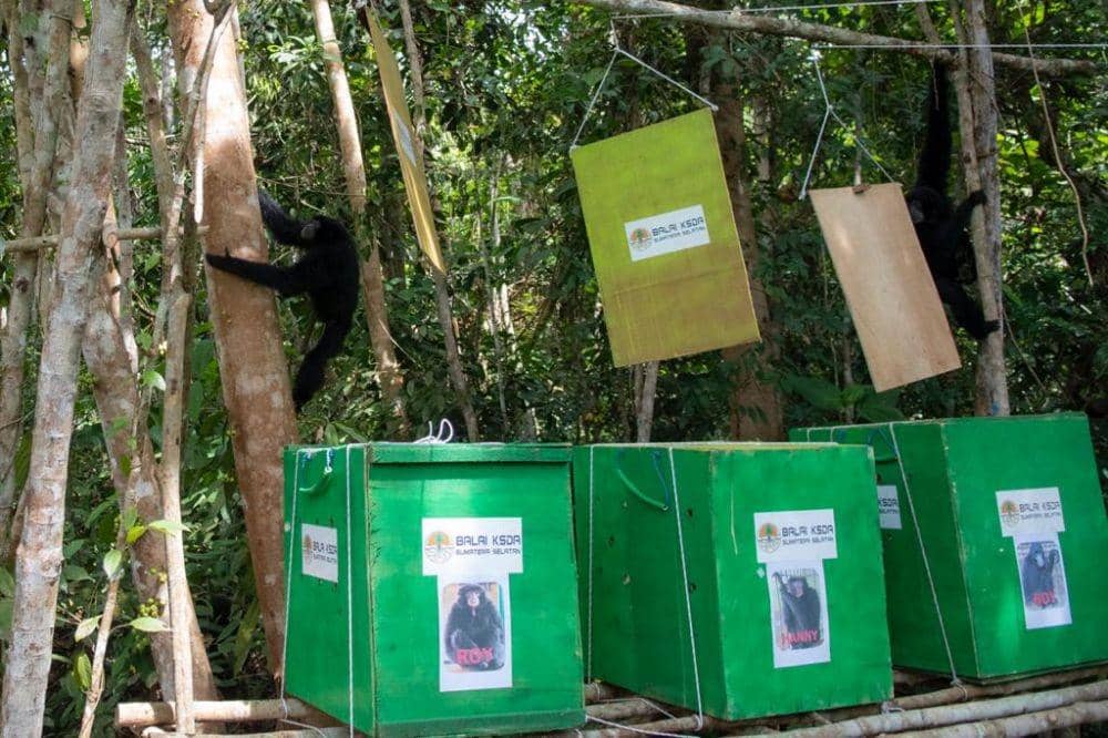 Owa Siamang hasil peliharaan masyarakat dilepasliarkan di SM Dungku Musi Banyuasin . ANTARA FOTO/Nova Wahyudi