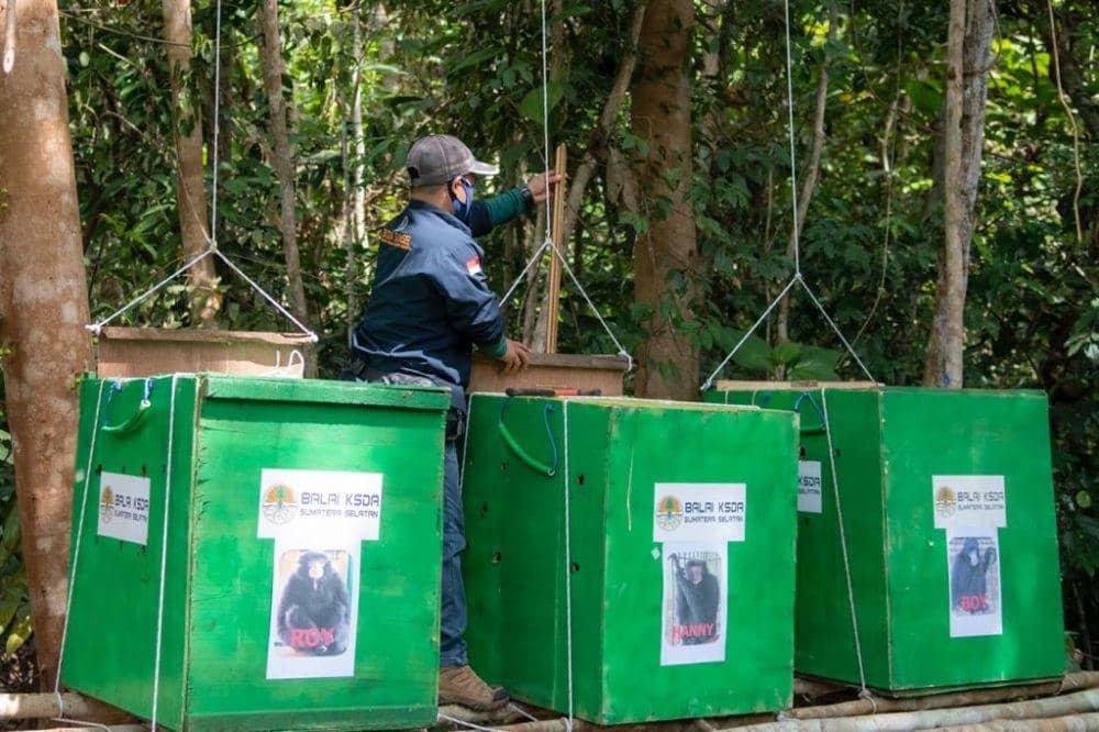 Owa Siamang hasil peliharaan masyarakat dilepasliarkan di SM Dungku Musi Banyuasin . ANTARA FOTO/Nova Wahyudi