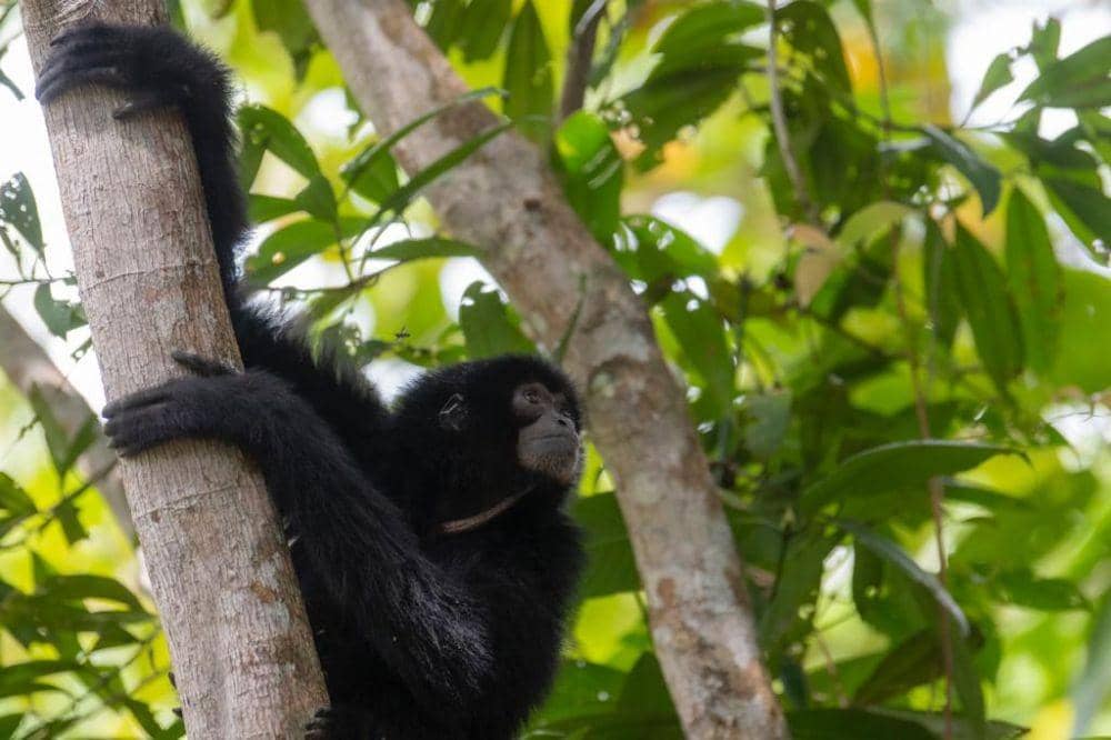 3 Siamang Milik Warga Dilepas ke SM Dangku Muba