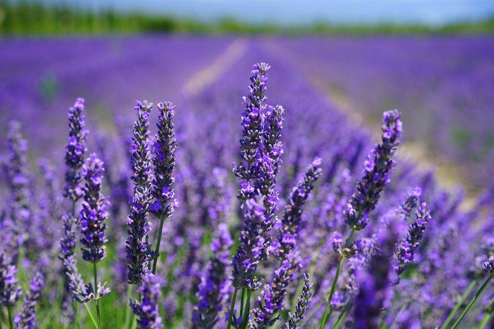 ilustrasi bunga lavender (Pixabay.com/Hans)