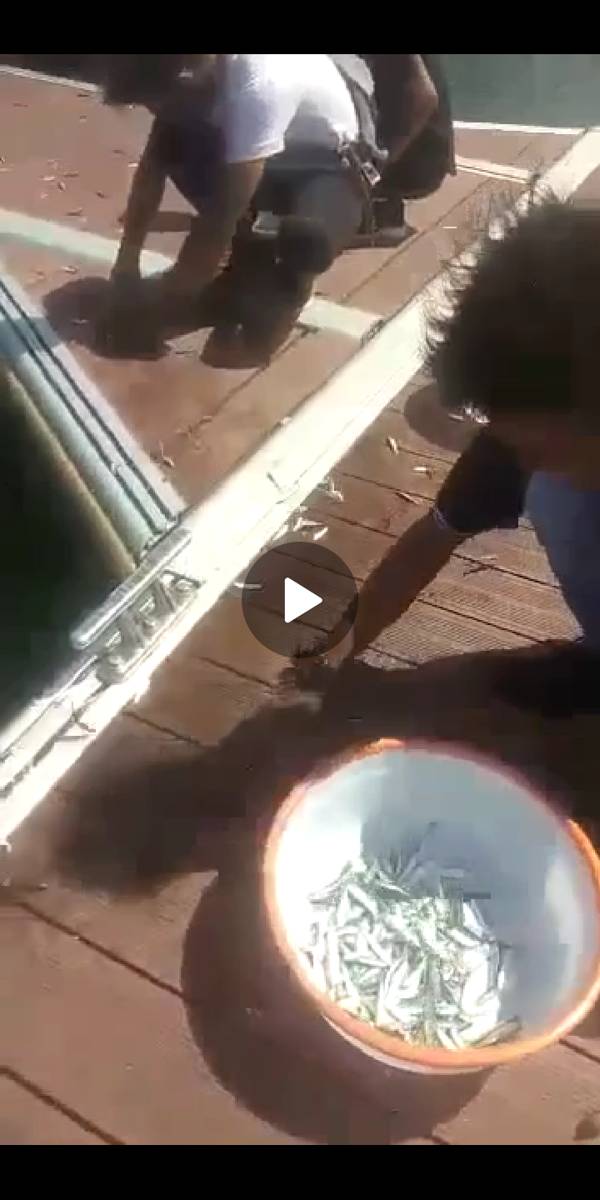 Potongan gambar dalam  video ikan menepi di Banyuwangi. IDN Times/Istimewa