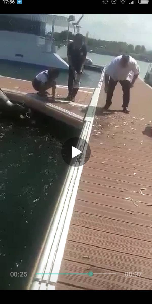 Potongan gambar dalam  video ikan menepi di Banyuwangi. IDN Times/Istimewa
