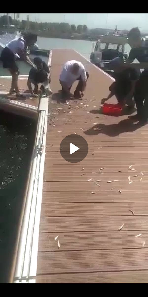 Potongan gambar dalam  video ikan menepi di Banyuwangi. IDN Times/Istimewa