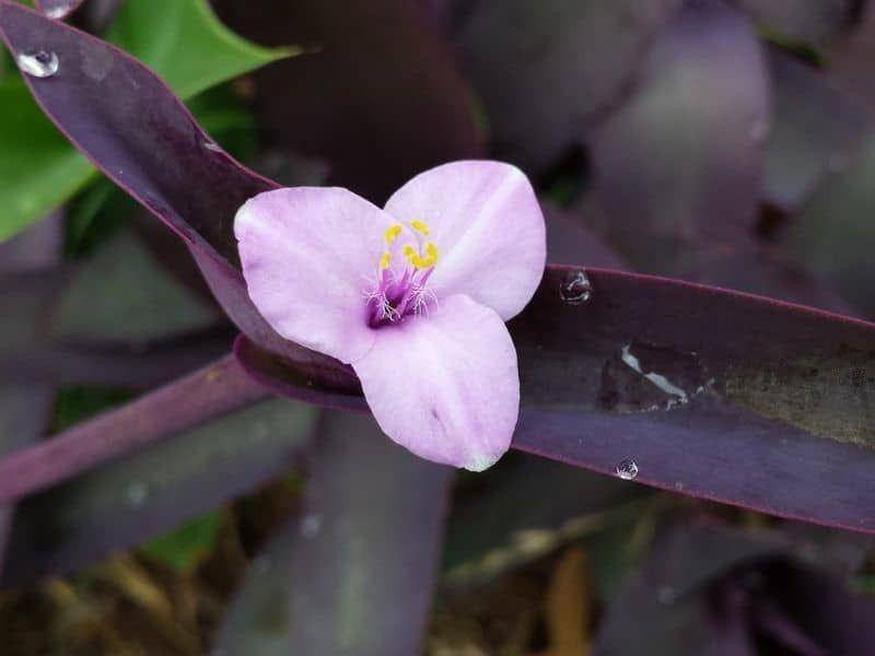 ilustrasi bunga tradescantia zebrina (florgeous.com)