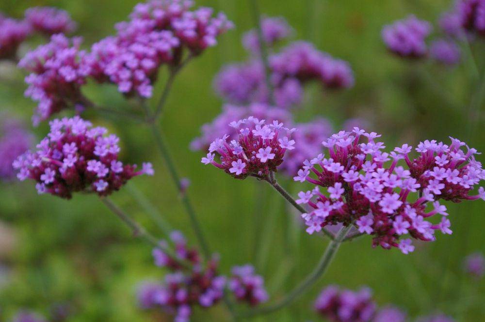 ilustrasi bunga verbena (Pixabay.com/KRiemer)