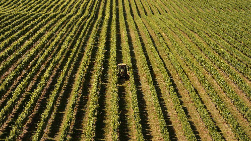 kebun anggur di Malborough, Selandia Baru (pixabay.com/Barni1)