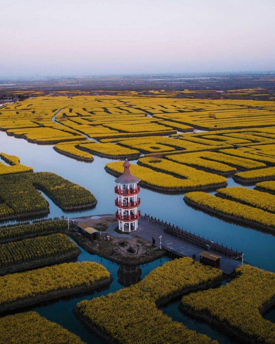 center of qianduo flower fields (instagram/cocoanext)