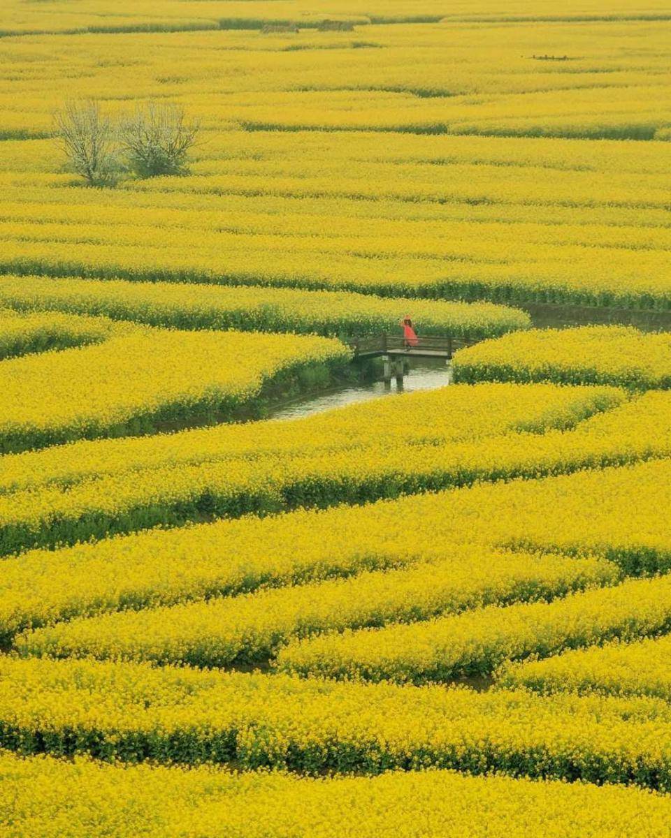 qianduo cole flower fields (instagram/andychewwk)