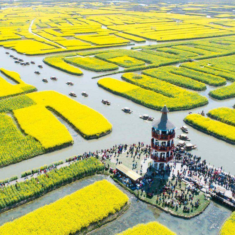 cole flower fields (instagram/chinaxinhuanews)