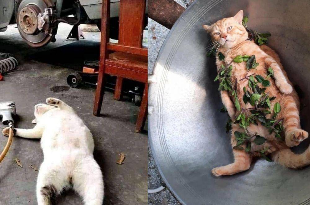 potret kucing asal rebahan (instagram.com/wkwkland_real)
