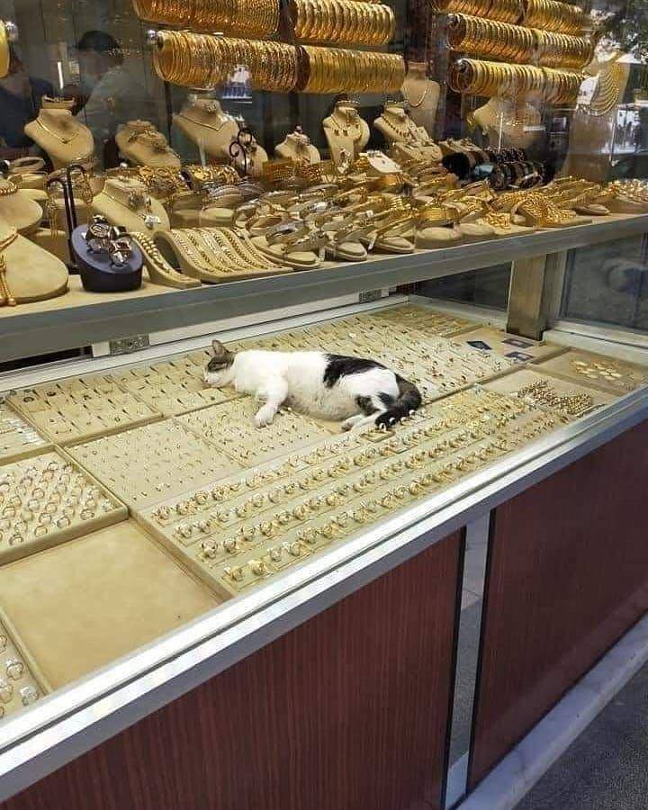 potret kucing asal rebahan (instagram.com/wkwkland_real)