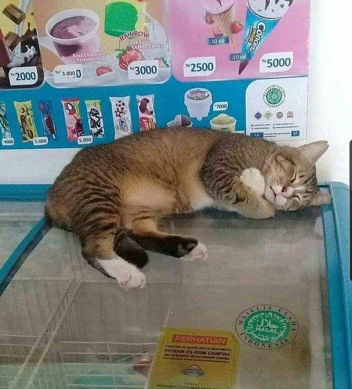 potret kucing asal rebahan (instagram.com/memecomicindonesia)