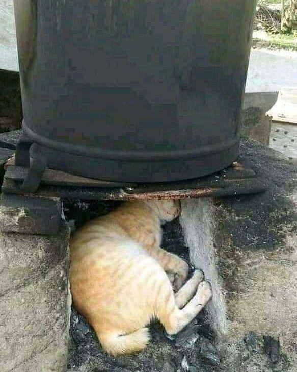 potret kucing asal rebahan (instagram.com/memecomicindonesia)