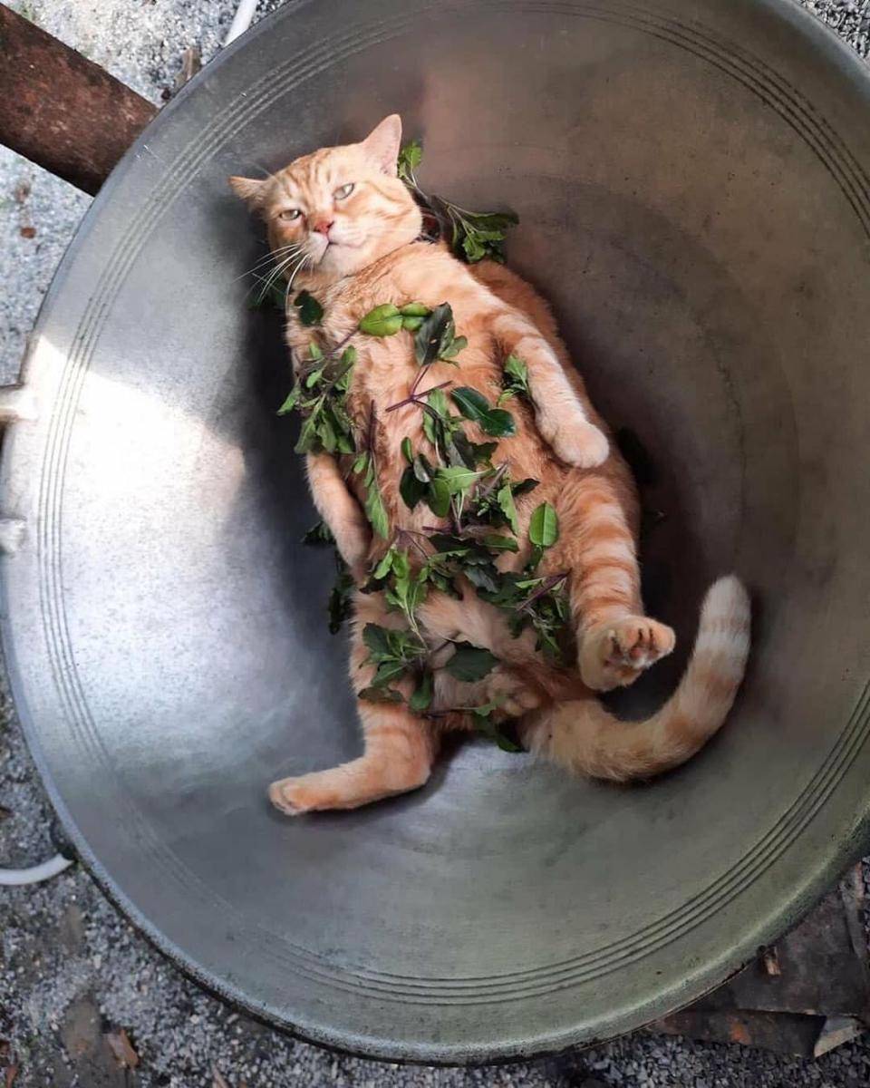 potret kucing asal rebahan (instagram.com/wkwkland_real)