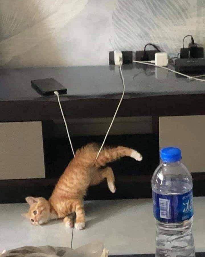 potret kucing asal rebahan (instagram.com/memecomicindonesia)